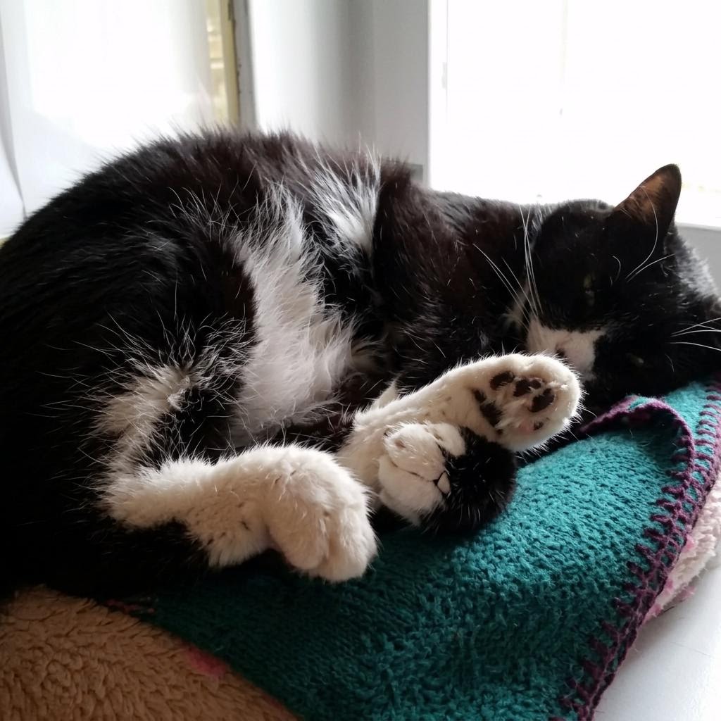 Cat relaxing comfortably at Kitty Cottage