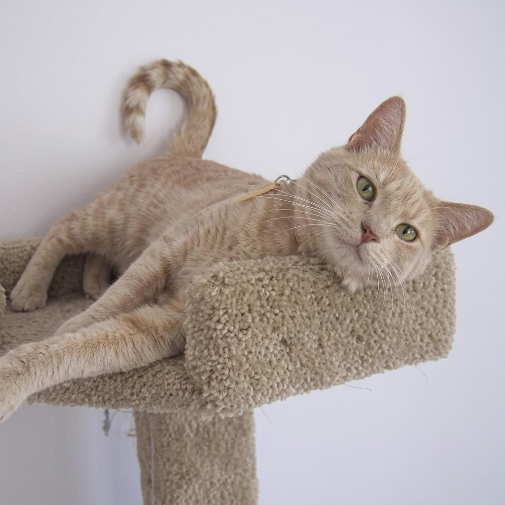 Cat in comfortable bedding