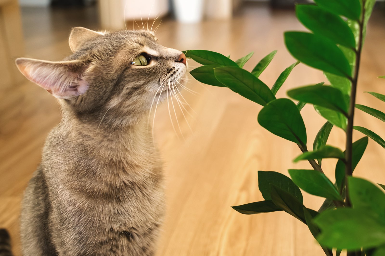 a gray striped domestic cat sits on the floor and sniffs a plant