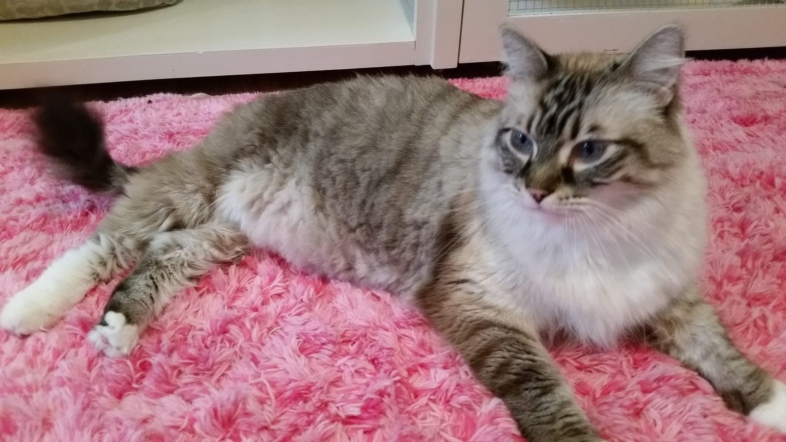 Cat sitting in pink carpet at Chez Mieux