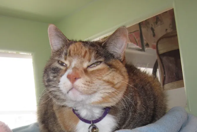 calico tabby giving slow blinks